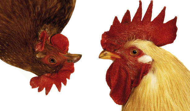 istock funny hen and rooster 1430923208
