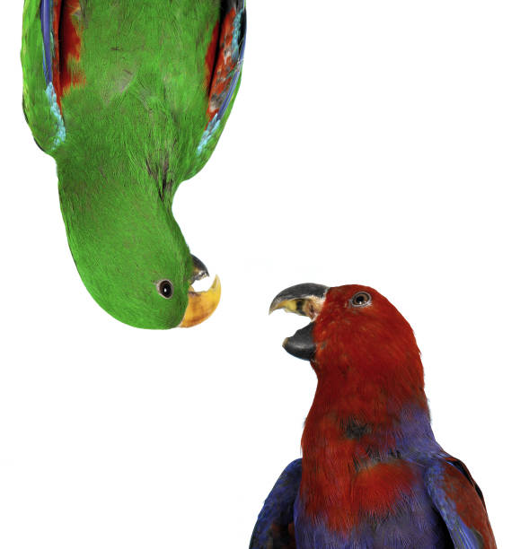 istock beautiful red and green macaw parrots 1430924458