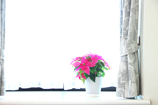 pink poinsettia (Princettia) on bay window