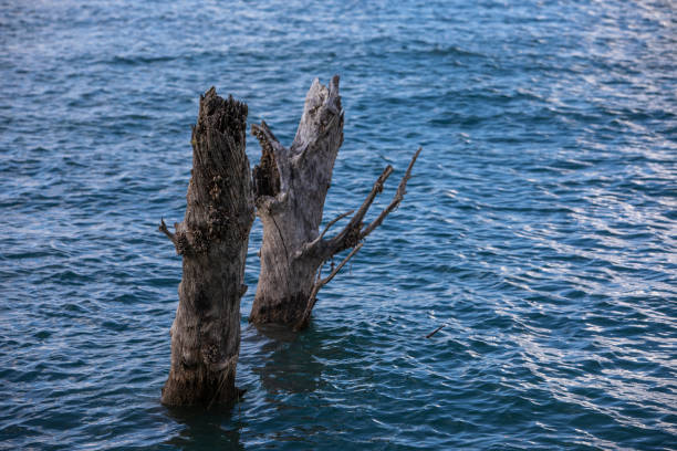 Old weathered timber beam along the edge of a pier on a sunny day.
