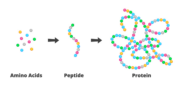 Vector scientific illustration of the structure of amino acids, peptides, and proteins. Peptides are short chains of more amino acids, proteins are long molecules made up of more polypeptides. The scheme is isolated on a white background.