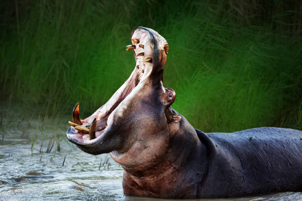 hippopotame en colère affichant une dominance dans l’eau avec la bouche grande ouverte. hippopotamus amphibius - animal hippopotamus africa yawning photos et images de collection