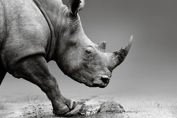 nashörner hautnah, während sie im pilanesberg national park mobil sind. bildende kunst, monochrom. nashorn (rhinocerotidae) - nashorn stock-fotos und bilder