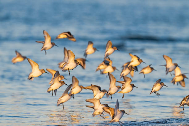istock Flock of dunlin landing 1430928415