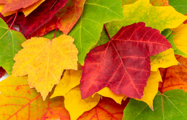 istock Macro photo of leaves as a background 1430928543
