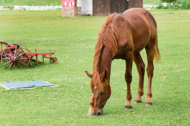 istock A horse grazes grass on a farm 1430930077