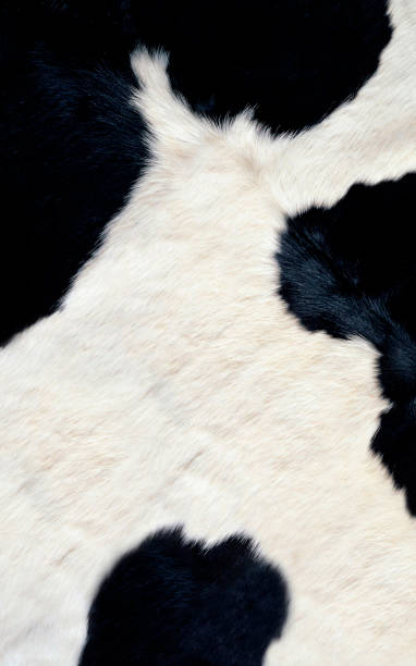 istock Cow skin texture or background 1430930420