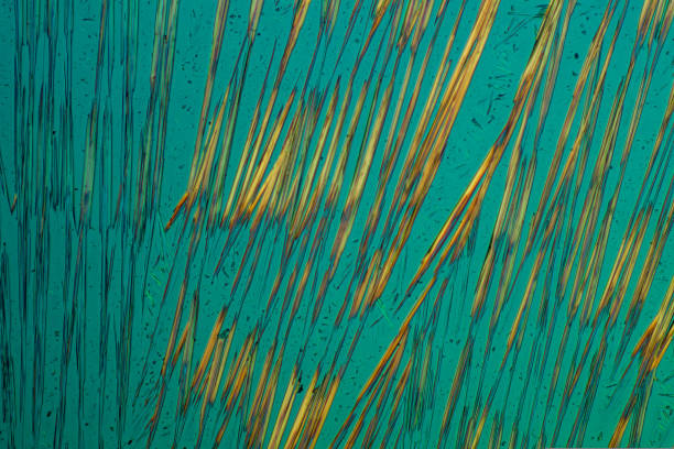 istock Crystals of substance caffein made by microscope in polarized light 1430931091