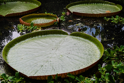 The giant leaves of the water lily Victoria Amazonia