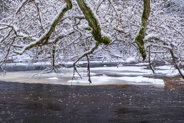 Hanging tree branches with frost over a river Hanging tree branches with frost over a river bare tree photos stock pictures, royalty-free photos & images