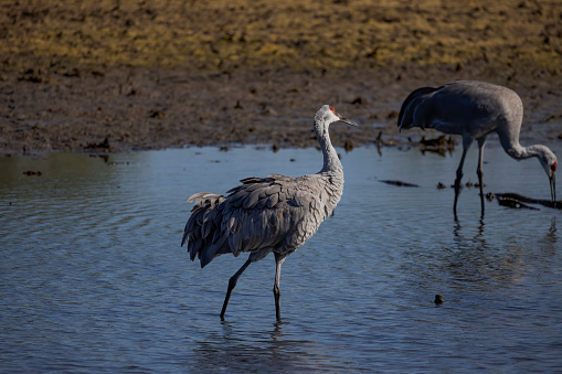 Great Blue Heron found in a small wetlands pond  located on Vancouver Island, British Columbia