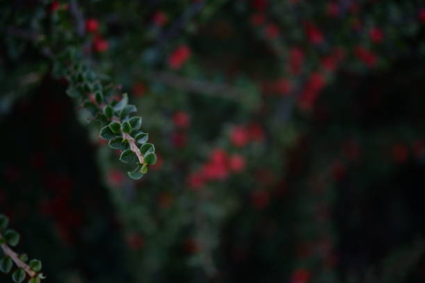 istock branches of green cotoneaster horizontal with ripe berries, shrub branches with red fruits in autumn, a uniform red-green background of small leaves 1430935708