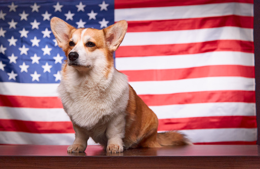 Corgi dog in front of the American flag. Election Day. The 2022 midterm elections in the United States of America. Political election concept.