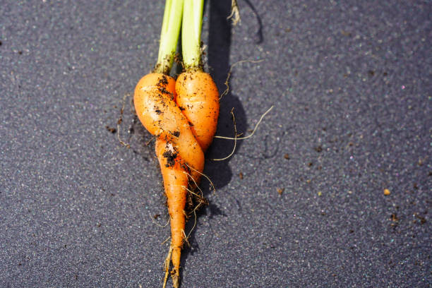 racines - root tip photos et images de collection