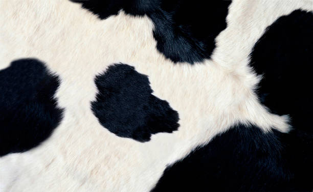 istock real black and white cow hide background or texture 1430938092