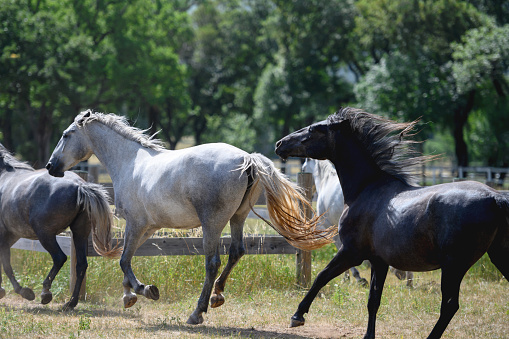 Horses are running free on ranch