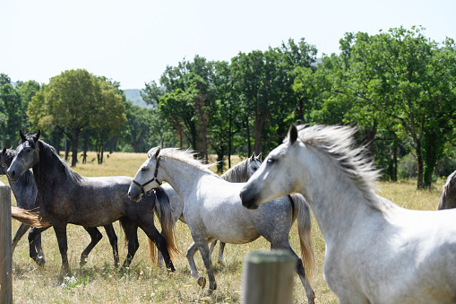 Herd of free horses on a ranch, running freely