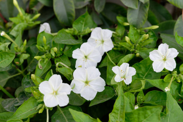 istock Mirabilis jalapa flowers 1430943438
