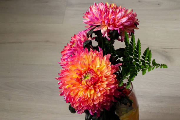 istock Peony-shaped Aster Bouquet in sunlight 1430944075