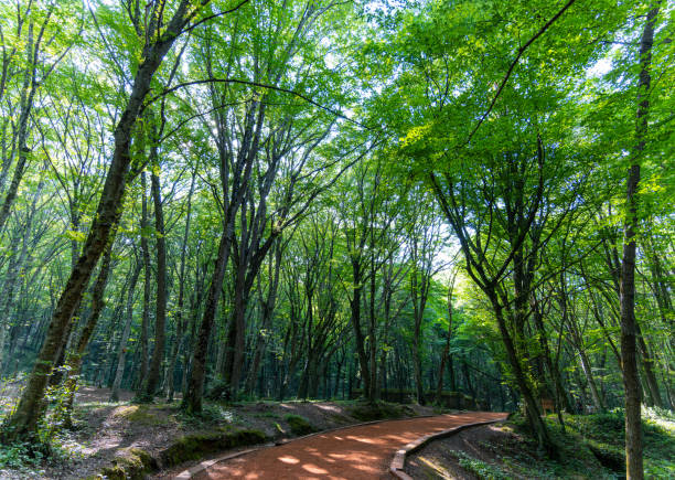 spokojna droga w lesie. las belgradzki - belgrade serbia zdjęcia i obrazy z banku zdjęć