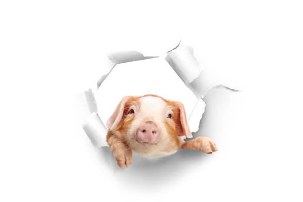 Sheet of paper with a hole and a piglet inside