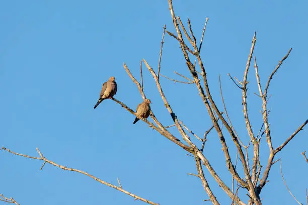 Photo of The mourning dove (Zenaida macroura)