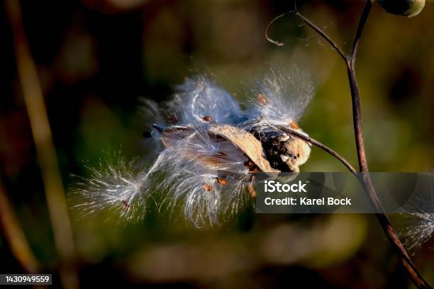 Common Milkweed Stock Photo - Download Image Now - Milkweed, Animal Wildlife, Autumn