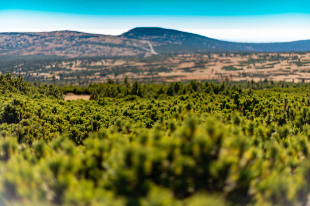 panorama of mountains covered with trees
