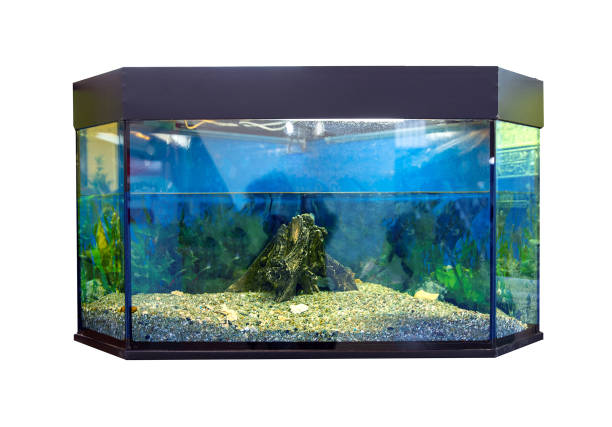istock Beautiful aquarium with small fish on white background 1430950202