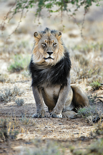Black maned male lion resting under a tree in the Kgalagadi, South Africa. Panthera leo