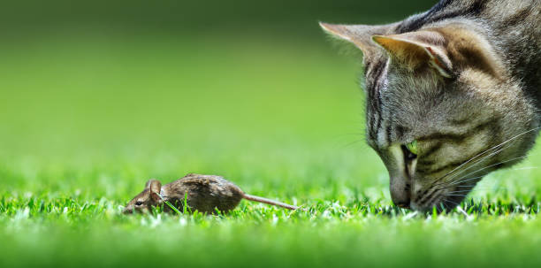 Cat and mouse encounter closeup at a low level view Cat and mouse encounter closeup at a low level view. Domestic cat eye catching stock pictures, royalty-free photos & images