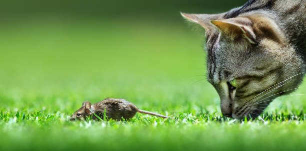Cat and mouse encounter closeup at a low level view Cat and mouse encounter closeup at a low level view. Domestic cat cat sniff stock pictures, royalty-free photos & images