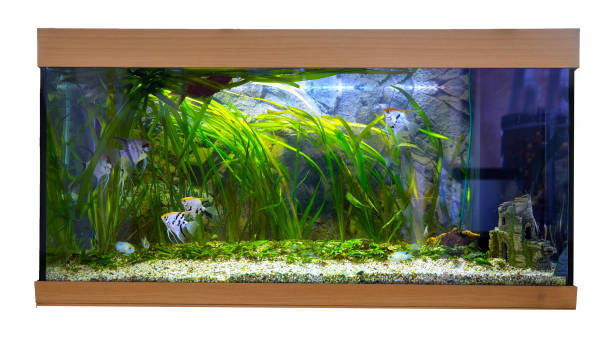 istock Huge panoramic aquarium with tropical fish Malawi cichlids 1430954798