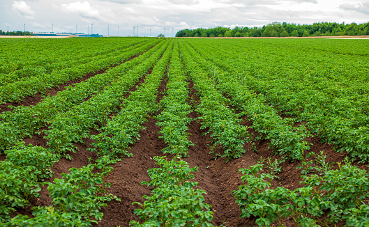Green field of potato crops in a row. Rows of potato plants in a field on a cloudy summer day