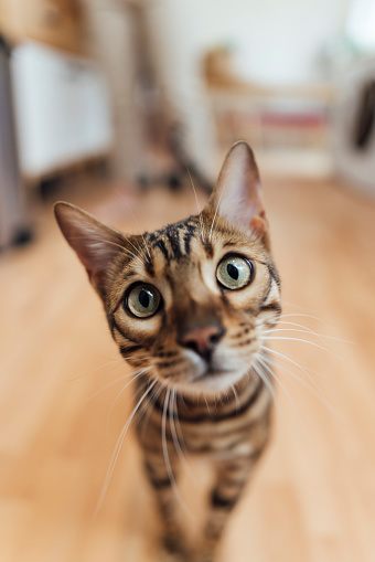 Close up of a bengal cat looking at the camera while at it's home in the North East of England.