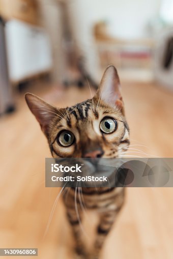 istock Cute Bengal Cat 1430960806