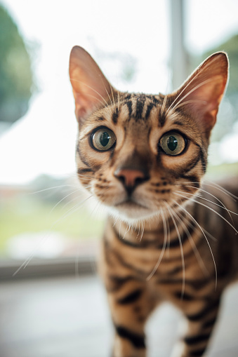 Close up of a bengal cat looking at the camera while at it's home in the North East of England.