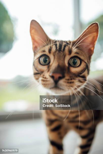 Curious Bengal Cat Stock Photo - Download Image Now - Bengal Cat - Purebred Cat, Animal, Animal Themes