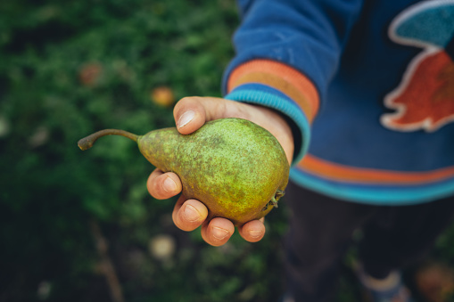 Little boy holds out and offers ripe pear. Child in garden explores plants, nature in autumn. Amazing scene. Harvest, childhood concept. High quality photo