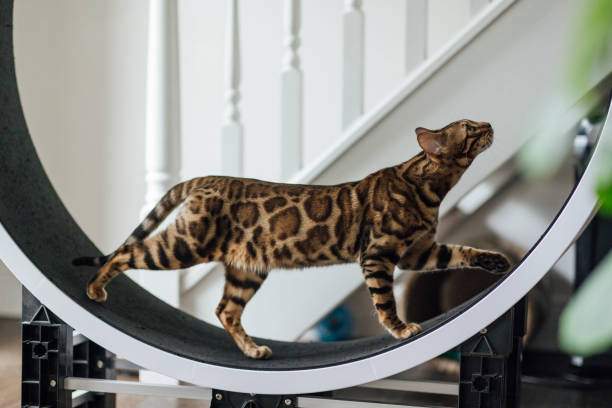 Bengal Cat on a Running Wheel Bengal cat running on an exercise wheel at its home in the North East of England. pure bred cat stock pictures, royalty-free photos & images