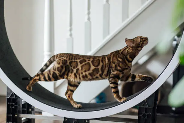 Photo of Bengal Cat on a Running Wheel