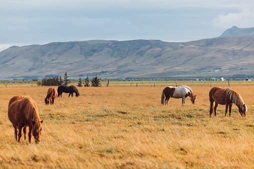 Five Icelandic wild horses standing still grazing on a grass field in Iceland on a cloudy autumn day.