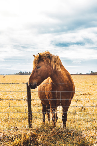 Vertical profile photo of brown Icelandic wild horse turning his head sideways, standing on a yellow grass field in country side on Iceland.