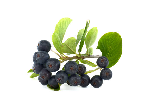 istock Chokeberry with leaf isolated on white background 1430965408