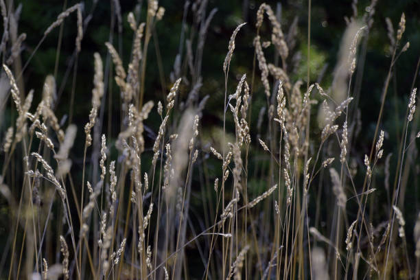 Dry steppes of field grasses rustle barely audibly