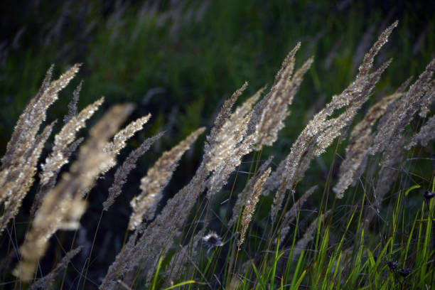 Dry steppes of field grasses rustle barely audibly