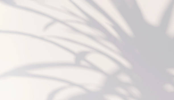 istock Beautiful soft dappled light and plant leaf shadow on minimal white wall background 1430971271