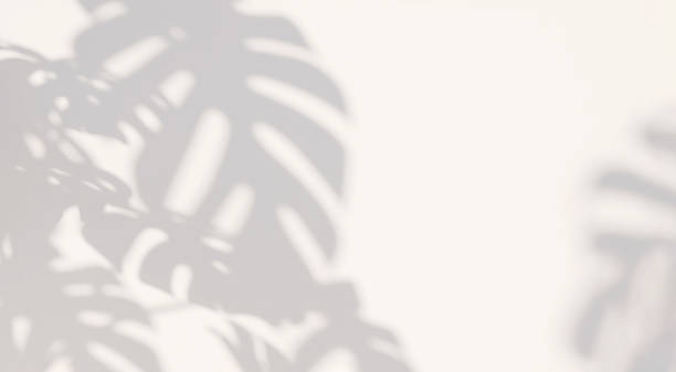 beautiful soft dappled light and monstera leaf shadow on minimal white wall background - shadow imagens e fotografias de stock