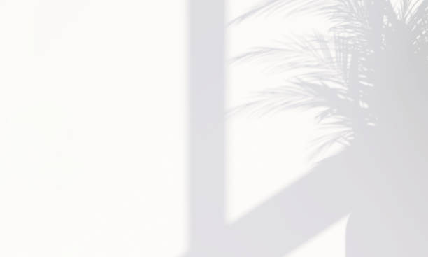 istock Beautiful soft dappled light and plant leaf shadow on minimal white wall background 1430971303