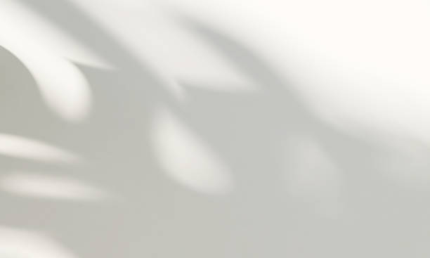 istock Beautiful soft dappled light and monstera leaf shadow on minimal white wall background 1430971314